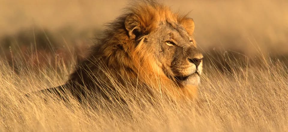 Liwonde National Park